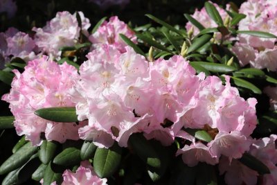 Rhododendron - pěnišník - květy (3)